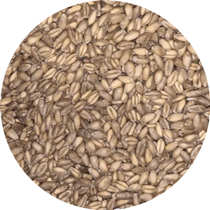 Unmalted Wheat
