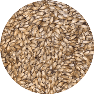 Cara 20 (CaraVienne) - (Dingemans) - BrewSRQ