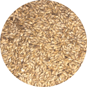 Honey Malt - (Gambrinus) - BrewSRQ